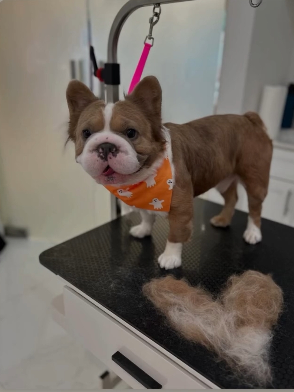 Fur Conditioning — spa detail