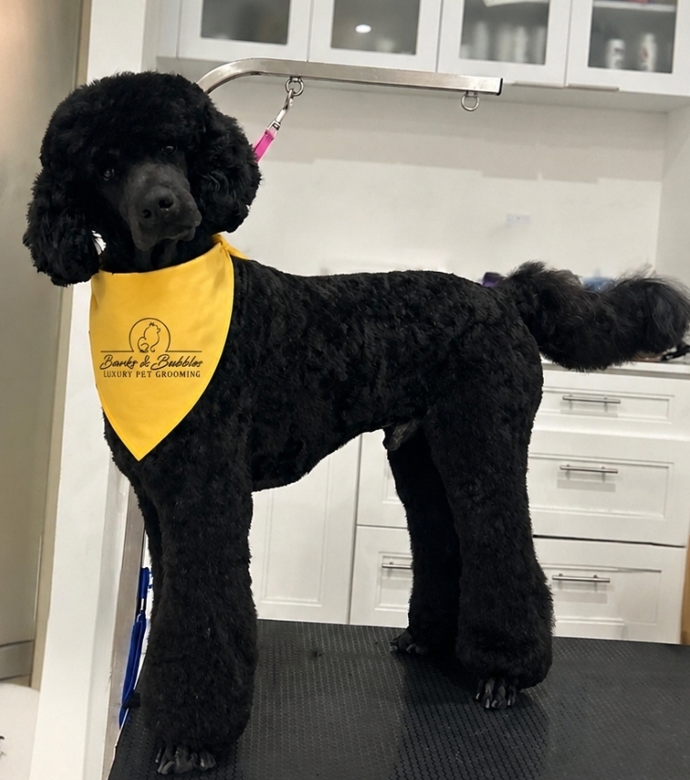 Haircuts at Barks & Bubbles