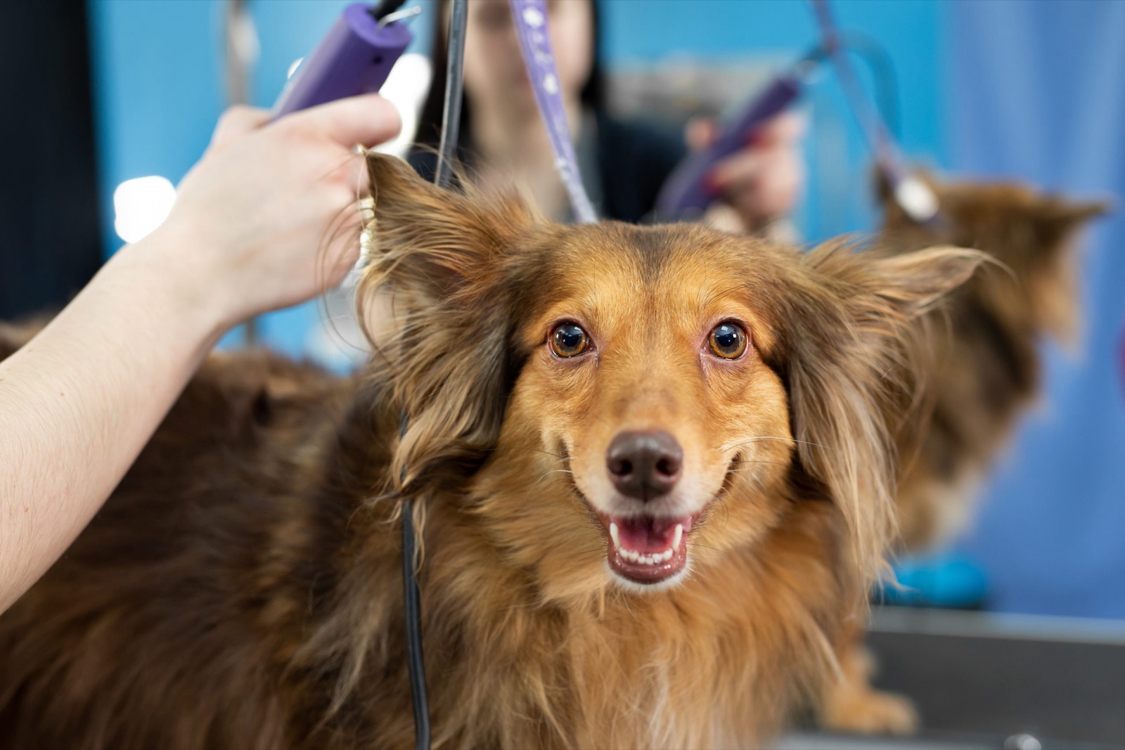 A happy dog being pampered at Barks & Bubbles