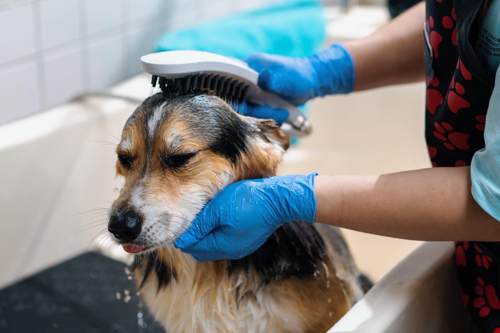 Grooming in progress at the spa