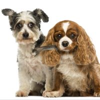 Fur Conditioning — happy client