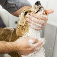 Bathing — happy client
