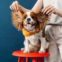 Ear Cleaning