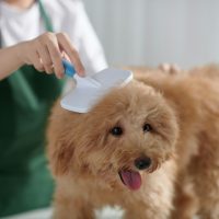 Fur Conditioning Treatments