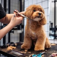 Haircuts