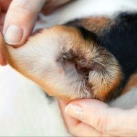 Ear Cleaning at the spa