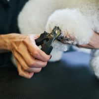 Nail Trimming at the spa