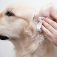 Ear Cleaning — happy client
