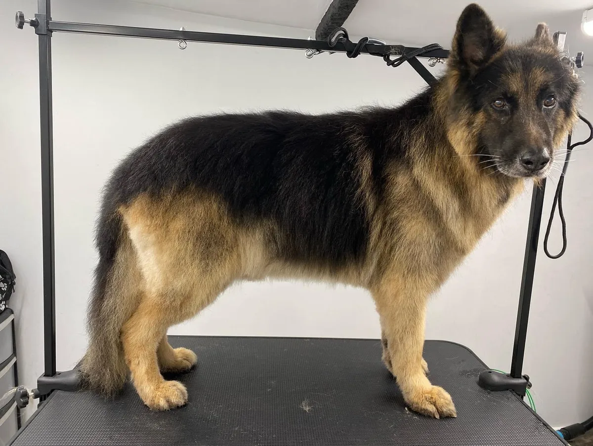 A German Shepherd after a grooming visit with Jade